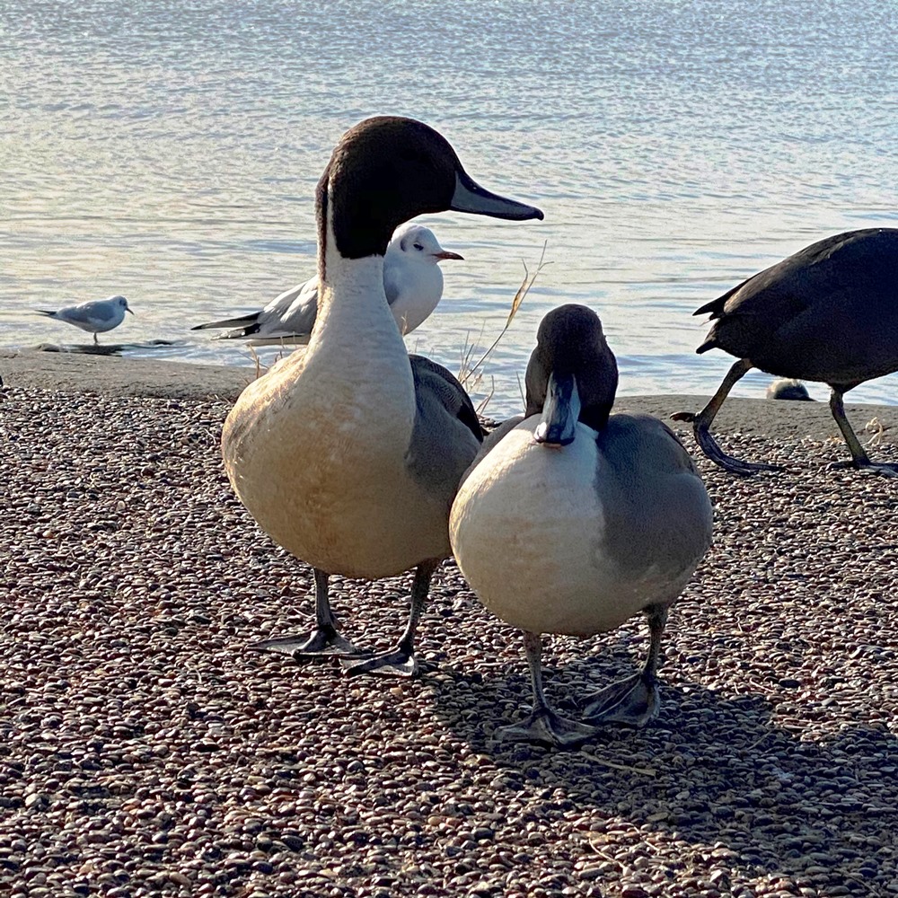 手賀沼公園ふれあい岸辺の鳥たち