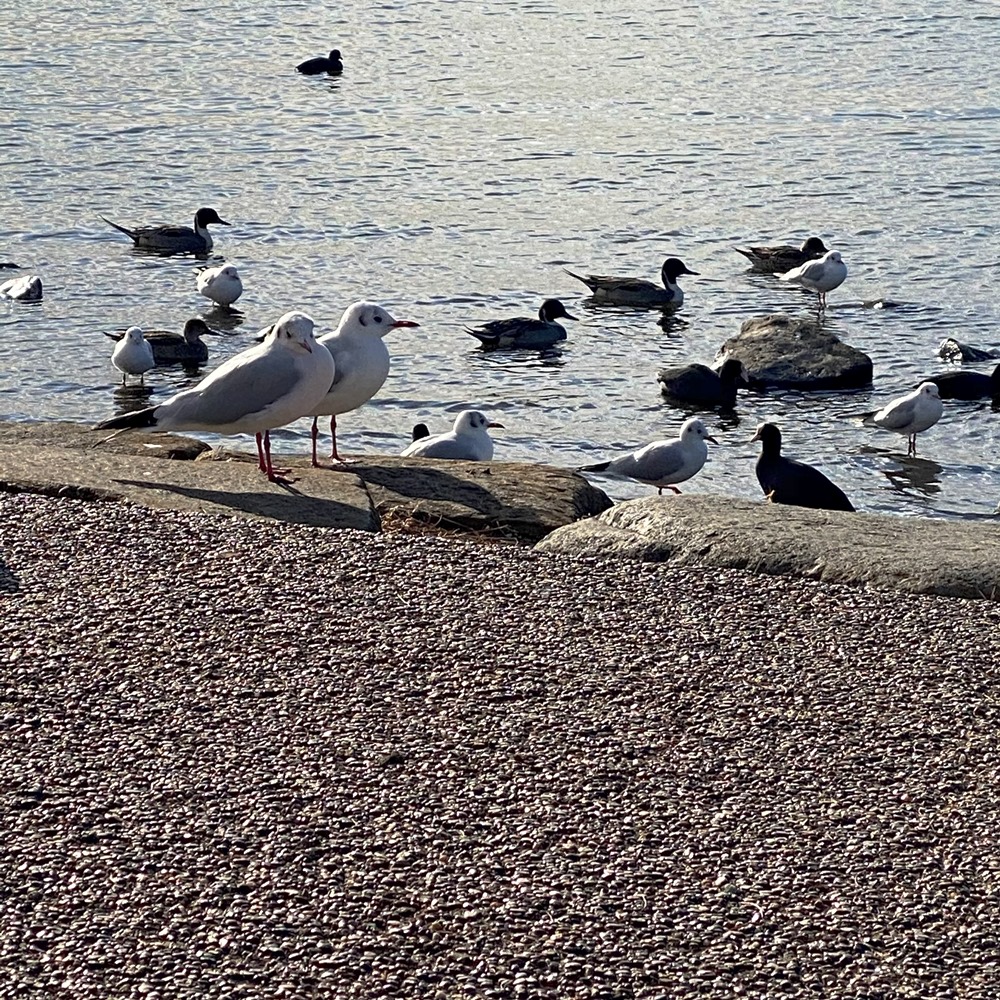 手賀沼公園ふれあい岸辺の鳥たち