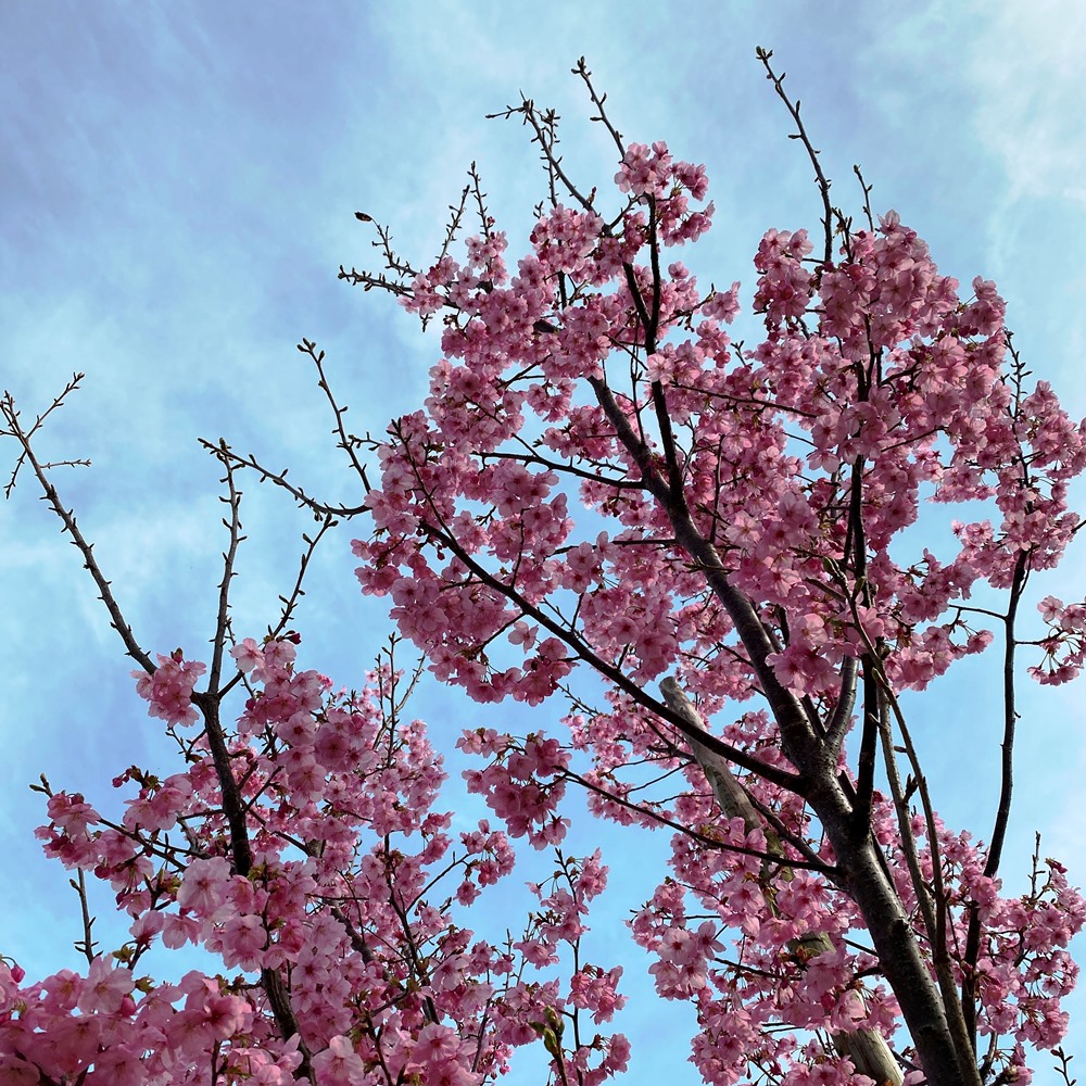 高野山桃山公園の陽光桜