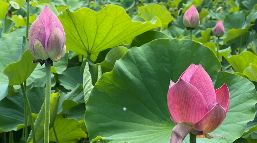 teganuma-lotus-flower-2022-1
