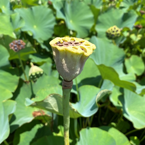 teganuma-lotus-flower-2022-10