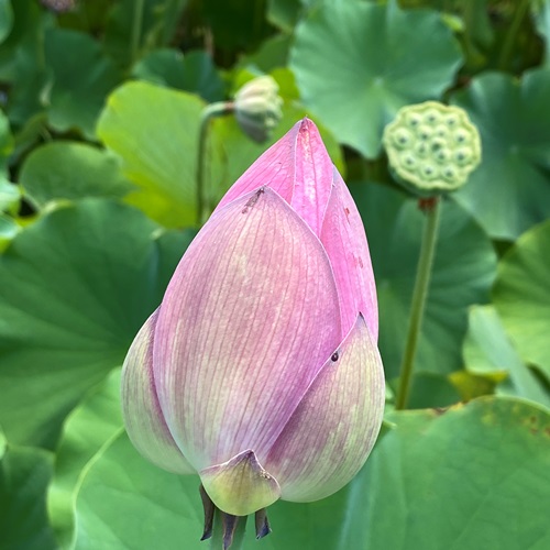 teganuma-lotus-flower-2022-6