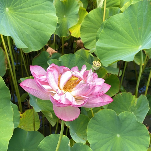 teganuma-lotus-flower-2022-7