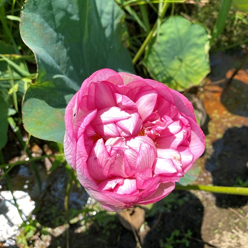 teganuma-lotus-flower-2022-9