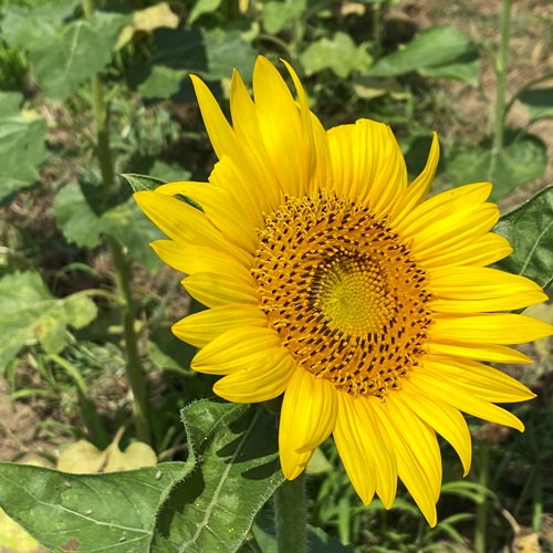teganuma-sunflower-2022-10