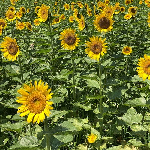 teganuma-sunflower-2022-13