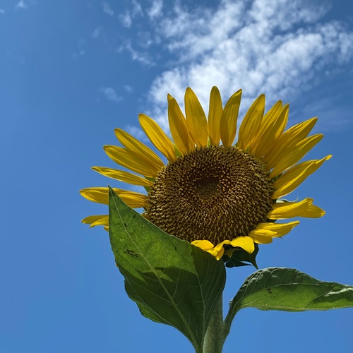 teganuma-sunflower-2022-2
