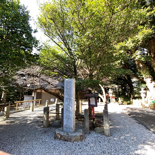 塚崎地区神明社榊の木