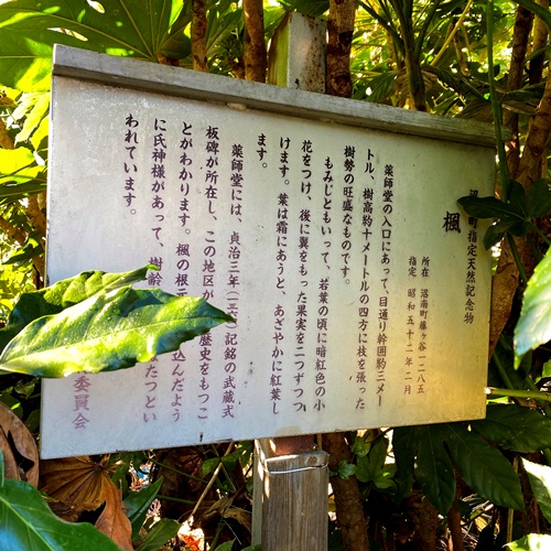 藤ヶ谷地区薬師堂近くの道祖神脇の楓の説明板
