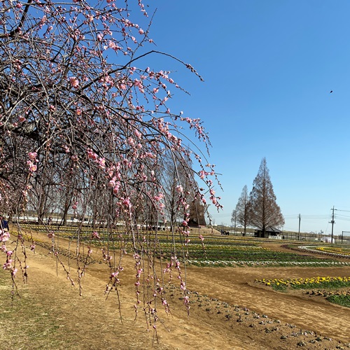 あけぼの山農業公園の梅の花2023