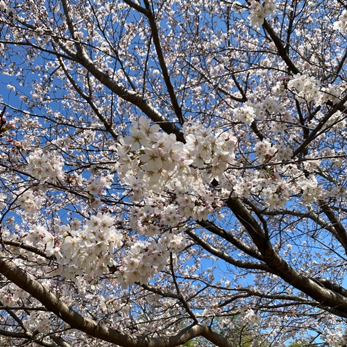 高野山桃山公園の花々