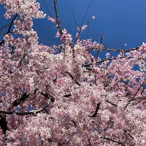 高野山桃山公園の花々