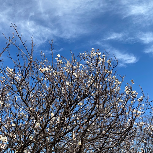 手賀沼遊歩道の梅の花