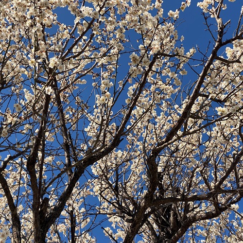 手賀沼遊歩道の梅の花