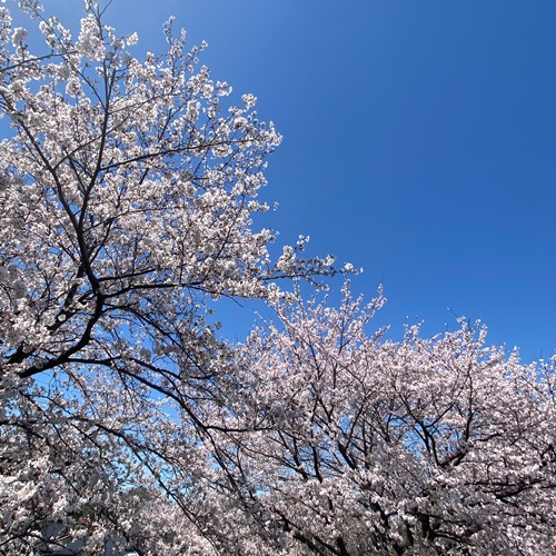 手賀沼遊歩道の桜