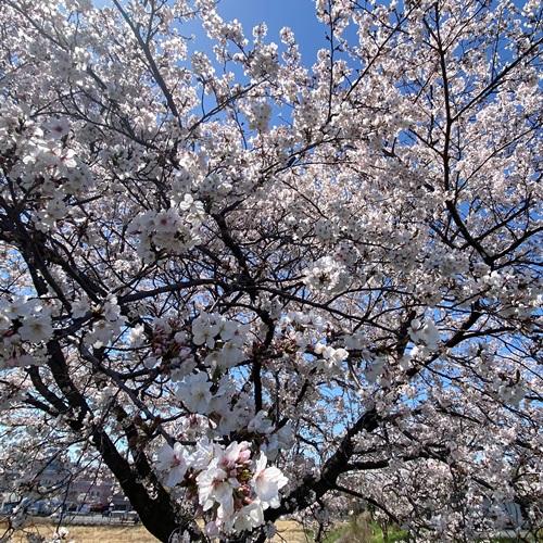 手賀沼遊歩道の桜