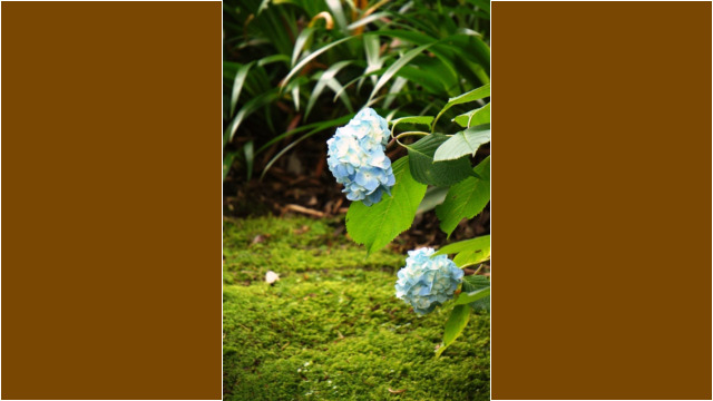 本土寺2012