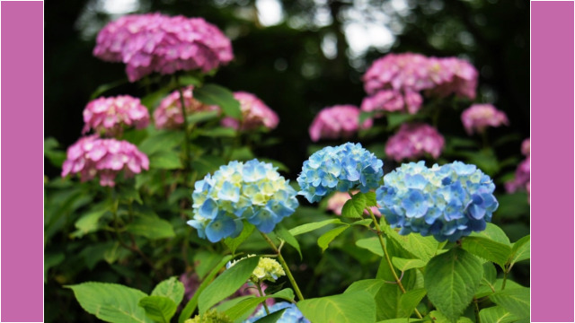 本土寺2012
