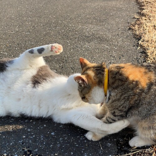 奥手賀の猫
