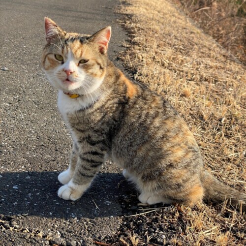 奥手賀の猫
