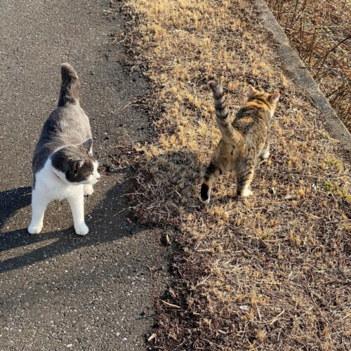 奥手賀の猫