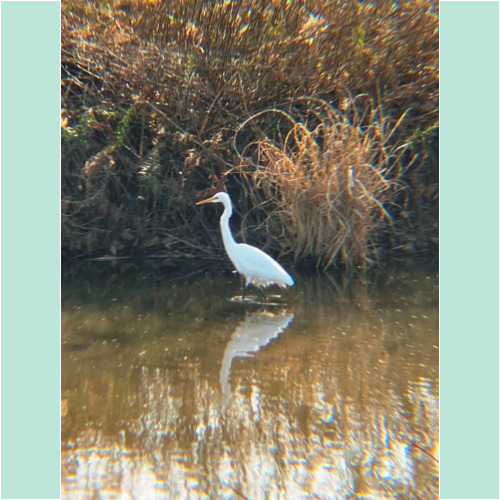 リアルプロ クリップレンズ 望遠8倍 KRP-8tで撮った写真