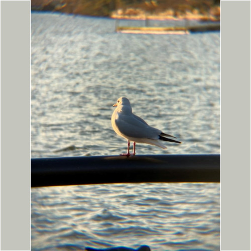 リアルプロ クリップレンズ 望遠8倍 KRP-8tで撮った写真