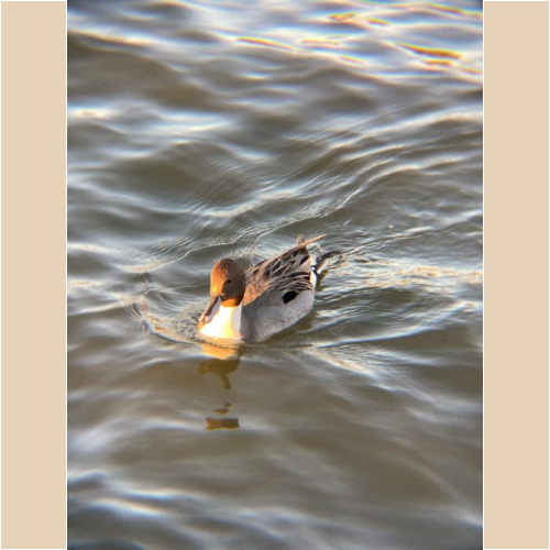 リアルプロ クリップレンズ 望遠8倍 KRP-8tで撮った写真