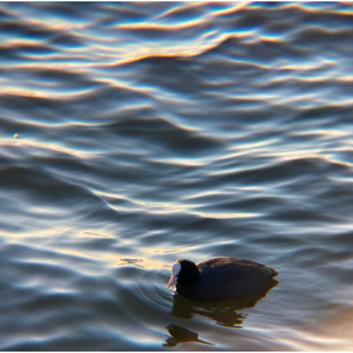 リアルプロ クリップレンズ 望遠8倍 KRP-8tで撮った写真