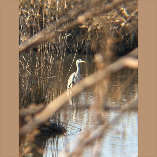 リアルプロ クリップレンズ 望遠8倍 KRP-8tで撮った写真