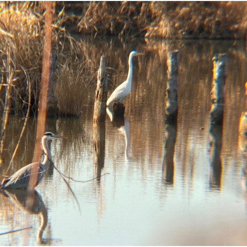 リアルプロ クリップレンズ 望遠8倍 KRP-8tで撮った写真