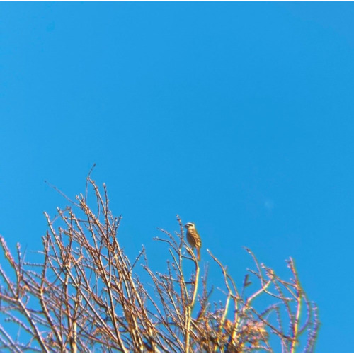 リアルプロ クリップレンズ 望遠8倍 KRP-8tで撮った写真