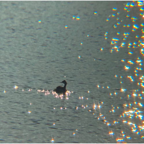 リアルプロ クリップレンズ 望遠8倍 KRP-8tで撮った写真