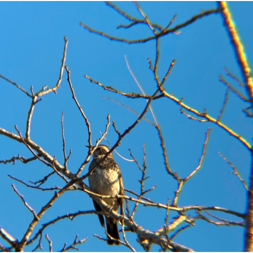 リアルプロ クリップレンズ 望遠8倍 KRP-8tで撮った写真