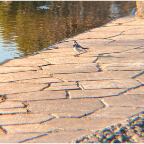 リアルプロ クリップレンズ 望遠8倍 KRP-8tで撮った写真