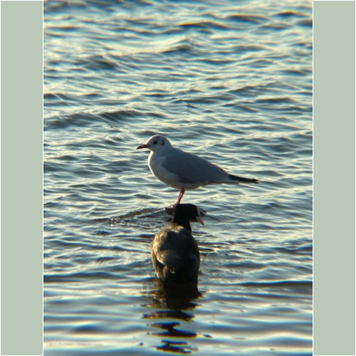 リアルプロ クリップレンズ 望遠8倍 KRP-8tで撮った写真