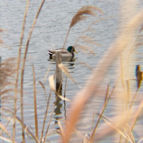手賀沼の鳥たち