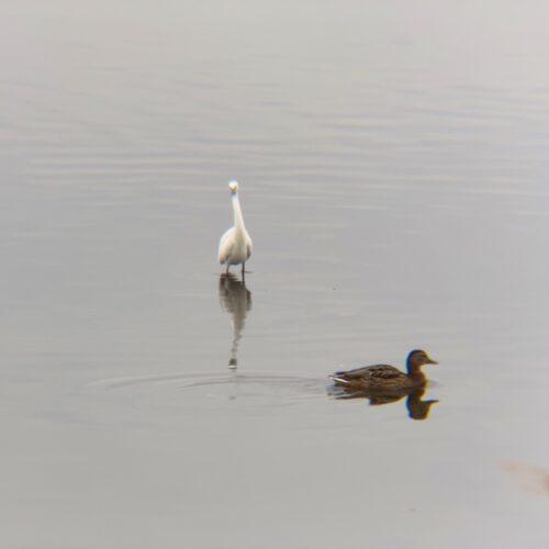 手賀沼の鳥たち