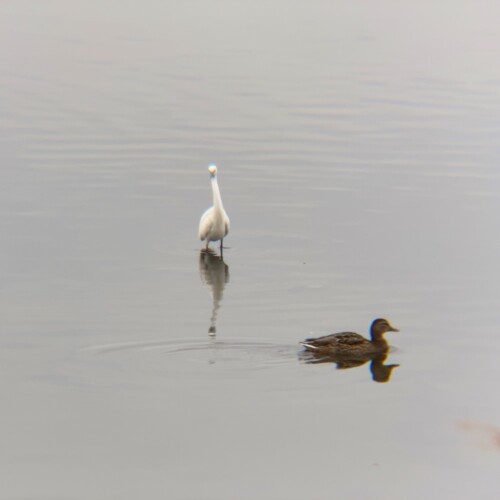手賀沼の鳥たち