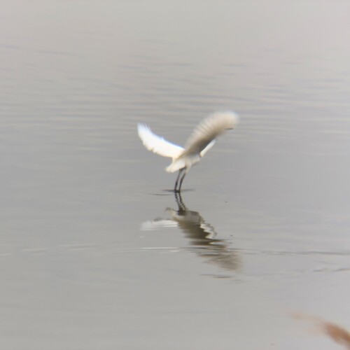 手賀沼の鳥たち
