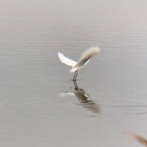 手賀沼の鳥たち