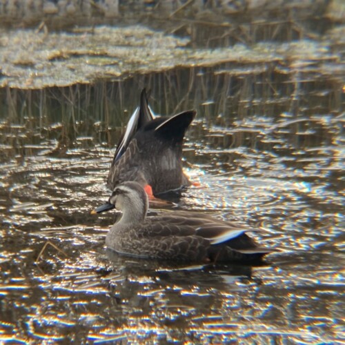 手賀沼の鳥たち