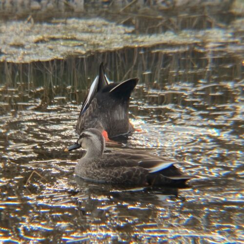 手賀沼の鳥たち