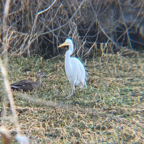 手賀沼の鳥たち