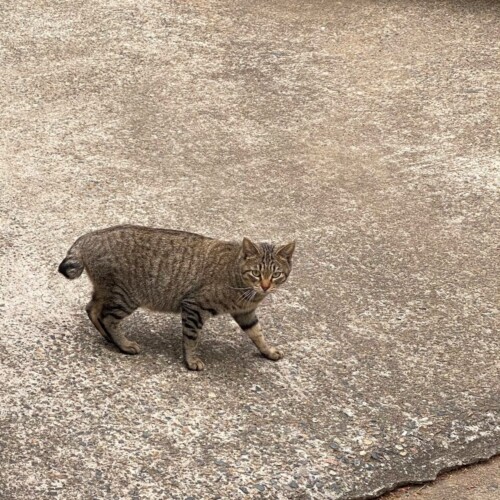 手賀沼の猫たち
