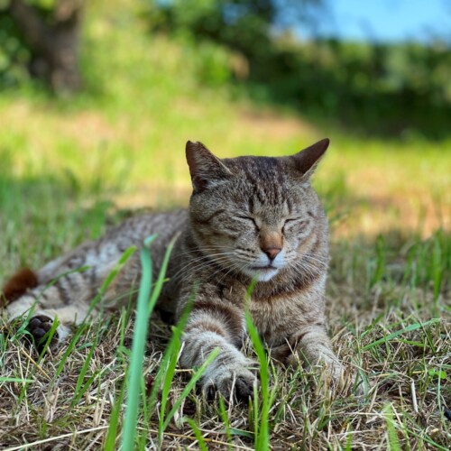 手賀沼の猫たち