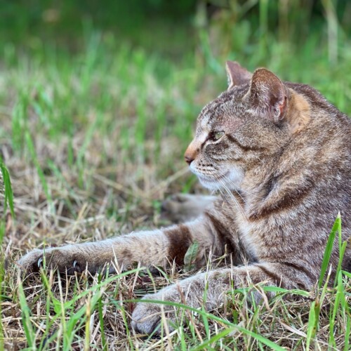 手賀沼の猫たち