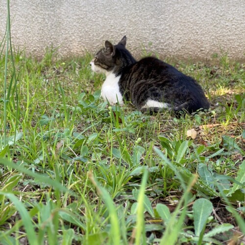 手賀沼の猫たち