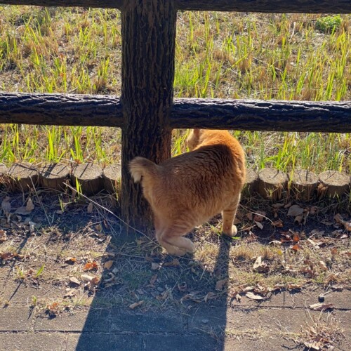 手賀沼の猫たち