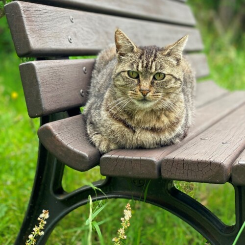 手賀沼の猫たち